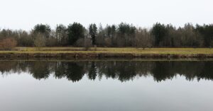 Árvores refletidas em um corpo d'água calmo
