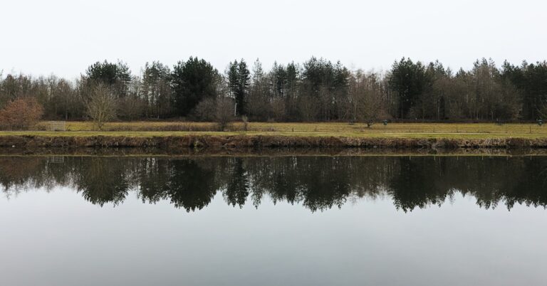 Árvores refletidas em um corpo d'água calmo